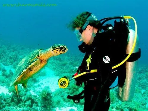 imageye___ _imgi_33_scubadivingsharmelsheikhredsea 1