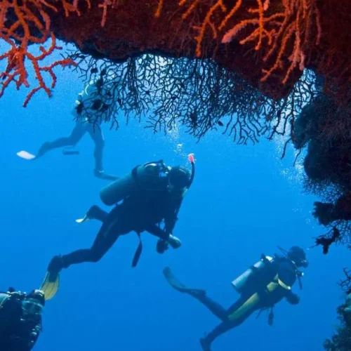 Scuba Diving In Ras Mohammed
