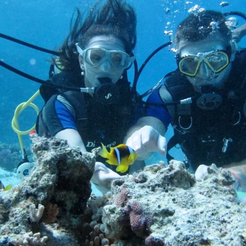 Diving At Tiran Island