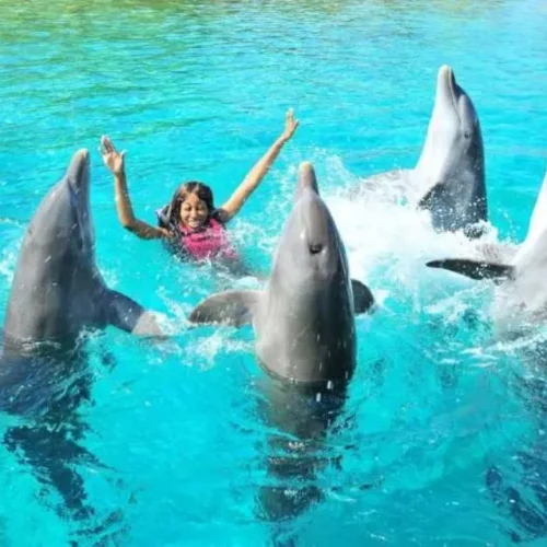 Swim With Dolphins In Sharm El Sheikh